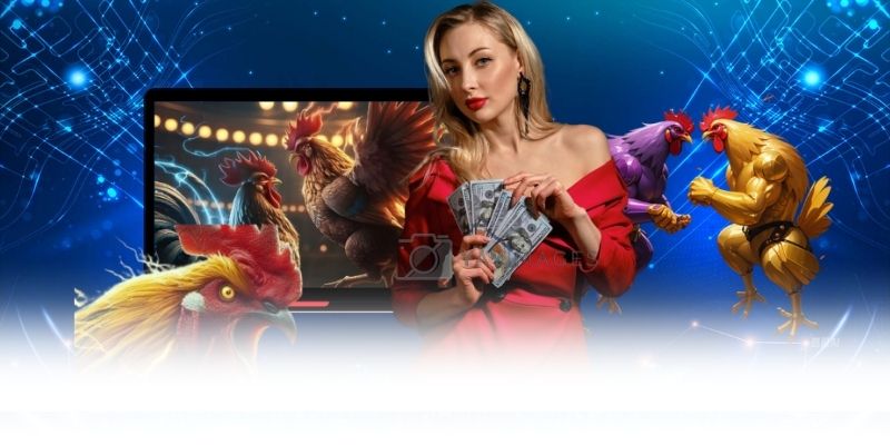 Đá gà WS168 cập nhật cựa sắt cựa dao và lịch đấu nhiều khung giờ